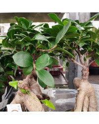 Ficus Microcarpa Ginseng P12