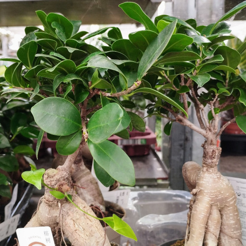 Ficus Microcarpa Ginseng P12