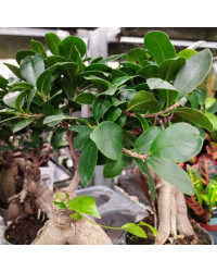 Ficus Microcarpa Ginseng P12