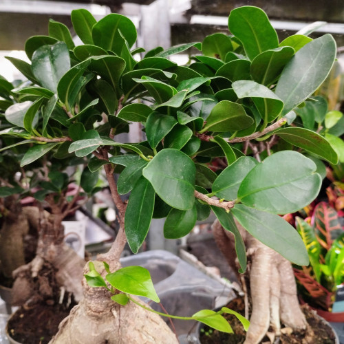 Ficus Microcarpa Ginseng P12