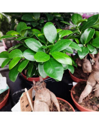 Ficus Microcarpa Ginseng P15