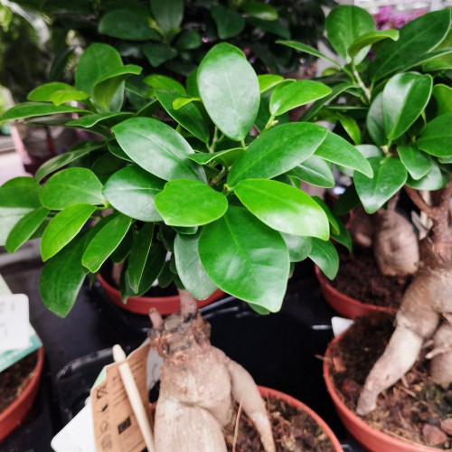 Ficus Microcarpa Ginseng P15