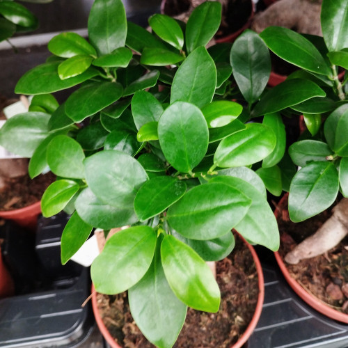 Ficus Microcarpa Ginseng P15