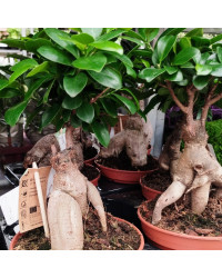Ficus Microcarpa Ginseng P15