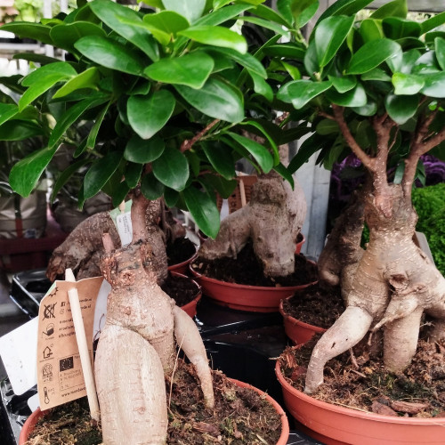 Ficus Microcarpa Ginseng P15