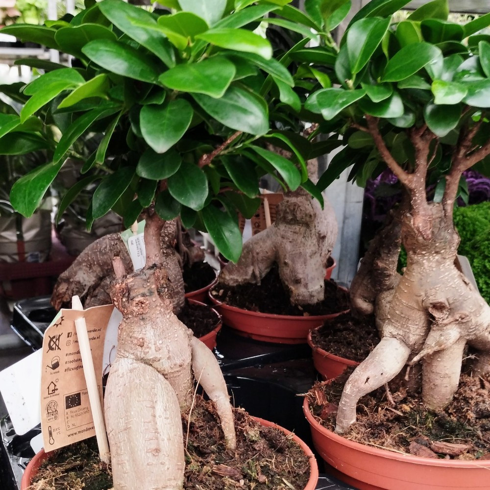 Ficus Microcarpa Ginseng En Pot - Plante Verte D'intérieur Made In Italy, Hauteur 50 Cm, Pot 17 Cm - 8