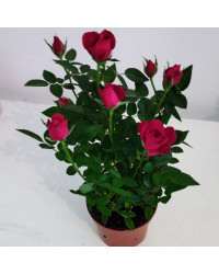 Rosier Kordana Rouge