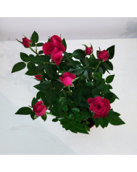 Rosier Kordana Rouge