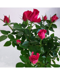 Rosier Kordana Rouge