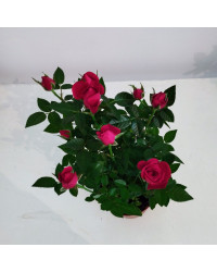 Rosier Kordana Rouge