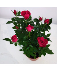 Rosier Kordana Rouge