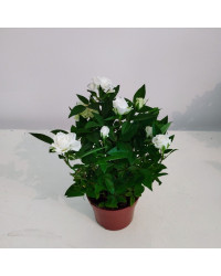 Rosier Kordana Blanc