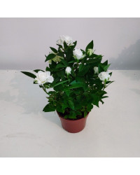 Rosier Kordana Blanc