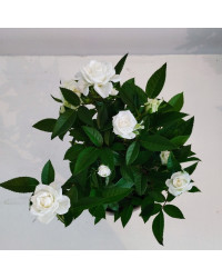 Rosier Kordana Blanc