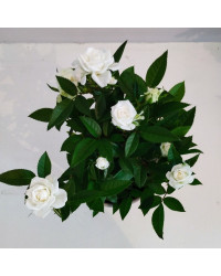 Rosier Kordana Blanc