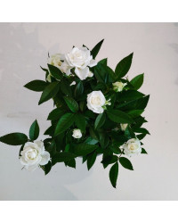 Rosier Kordana Blanc
