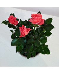 Rosier Kordana Orange