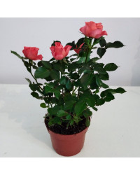 Rosier Kordana Orange