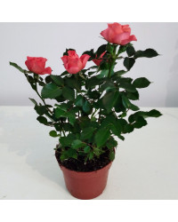 Rosier Kordana Orange