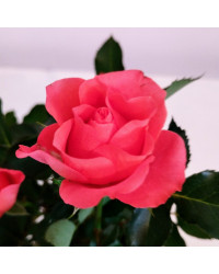 Rosier Kordana Orange