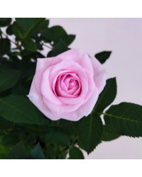 Rosier Kordana Rose