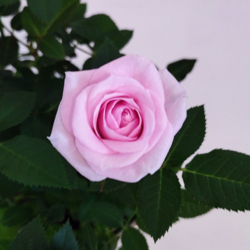 Rosier Kordana Rose