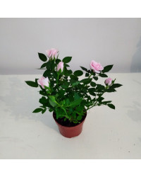 Rosier Kordana Rose