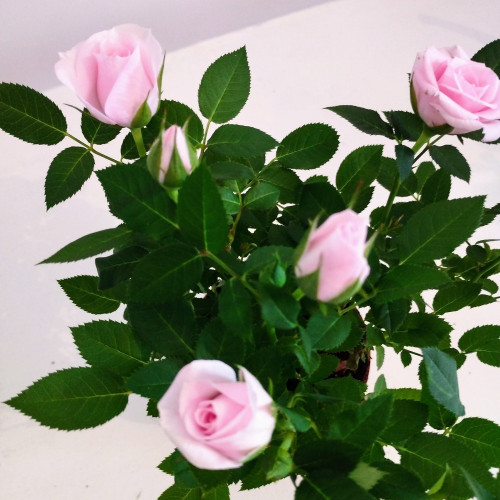 Rosier Kordana Rose