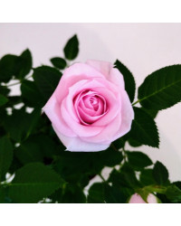 Rosier Kordana Rose