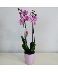 Orchidée Phalaenopsis Rose
