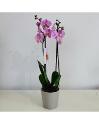 Orchidée Phalaenopsis Rose