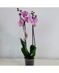 Orchidée Phalaenopsis Rose