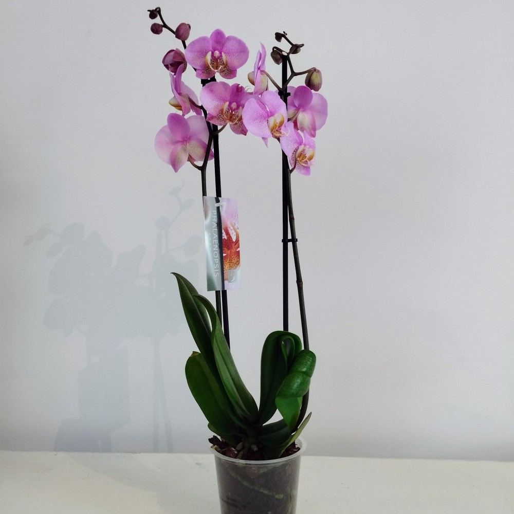 Orchidée Phalaenopsis Rose