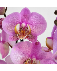 Orchidée Phalaenopsis Rose