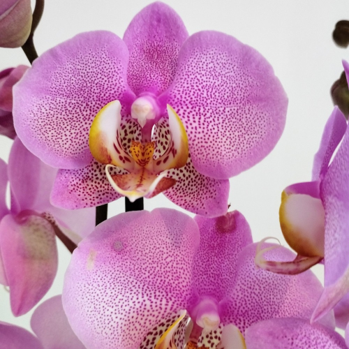 Orchidée Phalaenopsis Rose