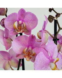 Orchidée Phalaenopsis Rose