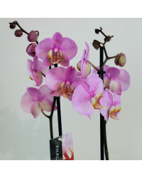 Orchidée Phalaenopsis Rose