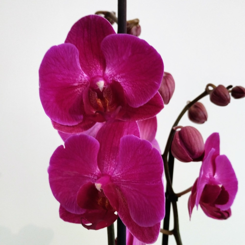 Orchidée Phalaenopsis Mauve