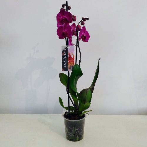 Orchidée Phalaenopsis Mauve