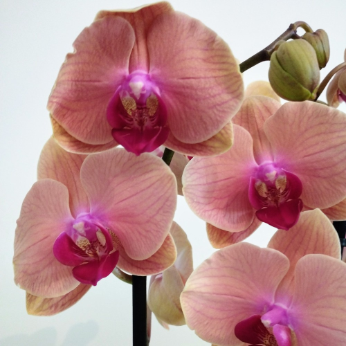 Orchidée Phalaenopsis Rose-orangé