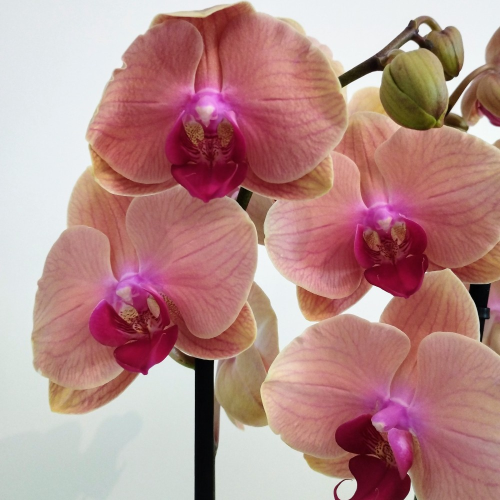 Orchidée Phalaenopsis Rose-orangé