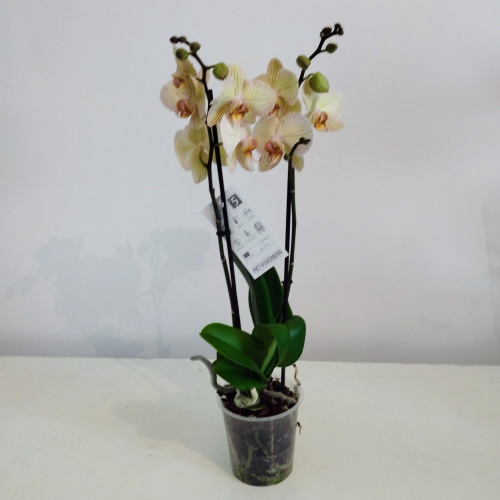 Orchidée Phalaenopsis Yellow-Vein