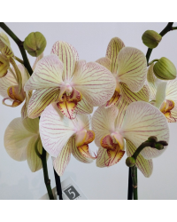Orchidée Phalaenopsis Yellow-Vein