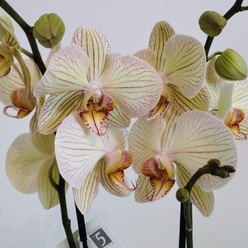 Orchidée Phalaenopsis Yellow-Vein