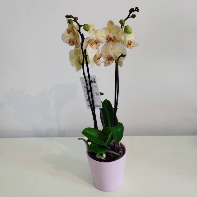 Terreau orchidées CARREFOUR