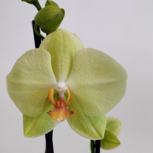 Orchidée Phalaenopsis Jaune