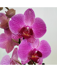 Orchidée Phalaenopsis Purple Vein