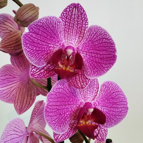 Orchidée Phalaenopsis Purple Vein