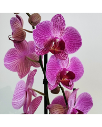 Orchidée Phalaenopsis Purple Vein