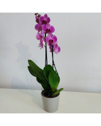 Orchidée Phalaenopsis Purple Vein